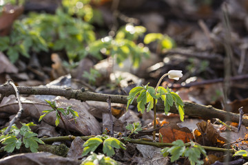 Anemone white flower growing in nature.
