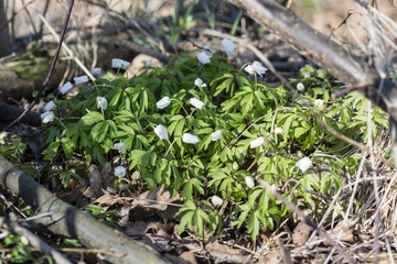 Anemone white flower growing in nature.