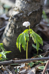 Anemone white flower growing in nature.