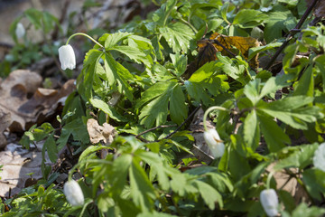 Anemone white flower growing in nature.