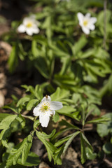 Anemone white flower growing in nature.