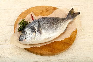 raw dorada fish