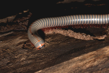 White Millipede  walking on the wooden pole. Eyes and mouth visible.   