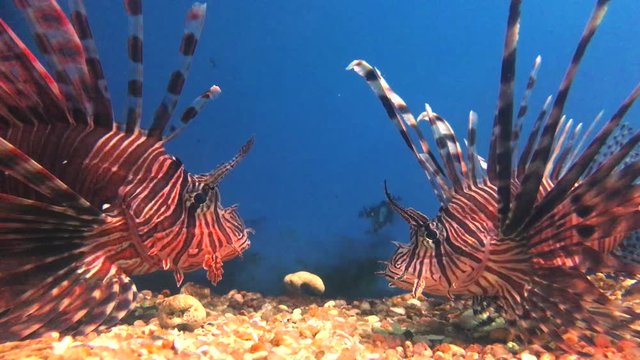 Two Lion fish in aquarium