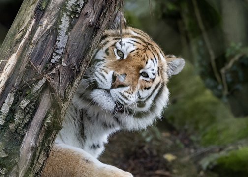 Tiger looking peeking around tree