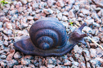 snail on the rocks