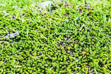 green moss carpet