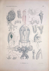 Fototapeta premium Ilustracja zwierzęcia