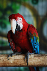 Naklejka premium Colorful Parrot - Red Blue Orange Macaw at the Zoo over Bars