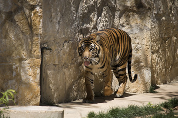 Obraz premium Tiger in the Wild