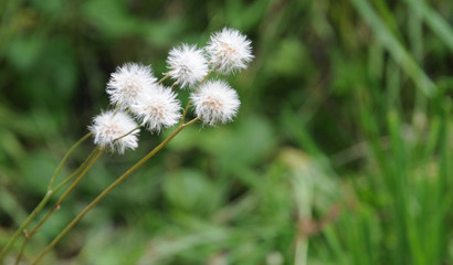 Pusteblume