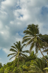 Fototapeta na wymiar Palms on Mirissa beach in Sri Lanka