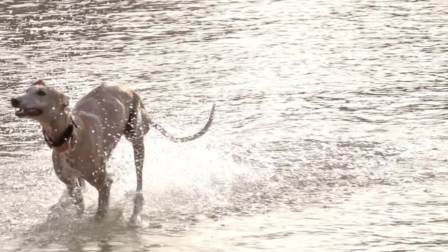 happy Dog Jump Into Lake Water greyhound Splashes In Slow Motion. Sun shine reflections contrast,