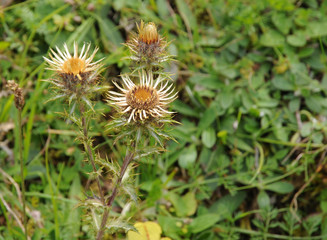 Distel