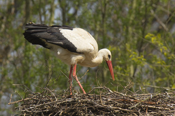 Stork on the nest