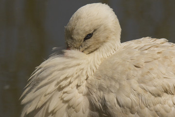 Portrait of a Stork