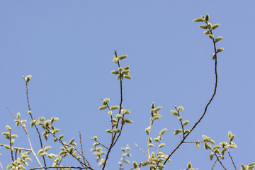 Flower of willow willows in spring.
