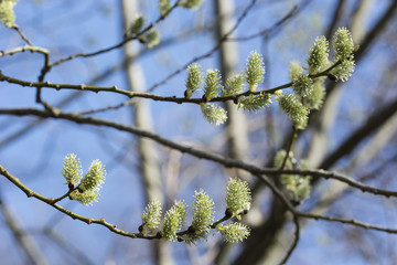 Flower of willow willows in spring.