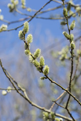 Flower of willow willows in spring.