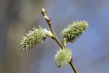 Flower of willow willows in spring.