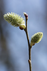 Flower of willow willows in spring.