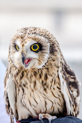 owl