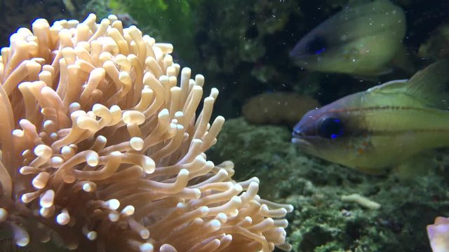 Tropical fish swim around a coral reef
