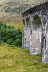 Fototapeta na wymiar A dear near the famous Glenfinnan Railway Viaduct in Scotland