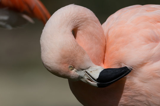 Portrait eines Rosa Flamingos mit verdrehtem Hals