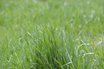 草原のクローズアップ