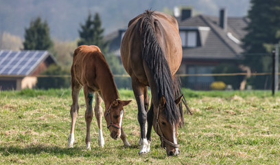 pferde © Klaus Haase 