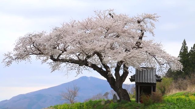 小沢の桜（福島県・田村市）