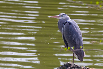 Graureiher sitzend auf einem Stein an einem Teich mit trübem Wasser