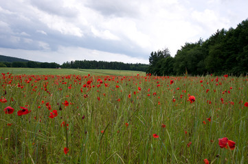 Rot blühender Klatschmohn auf einer grünen Wiese im Sommer