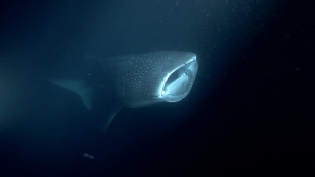 Whale Shark (Rhincodon typus) with open mouth feeding krill in the night, Indian Ocean, Maldives, Asia
