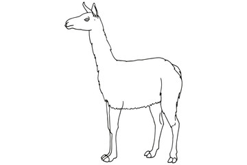Lama Kontur