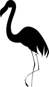 Black silhouette of flamingo on white background