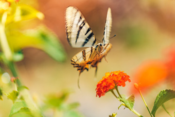 Closeup nature view of summer meadow and beautiful butterfly
