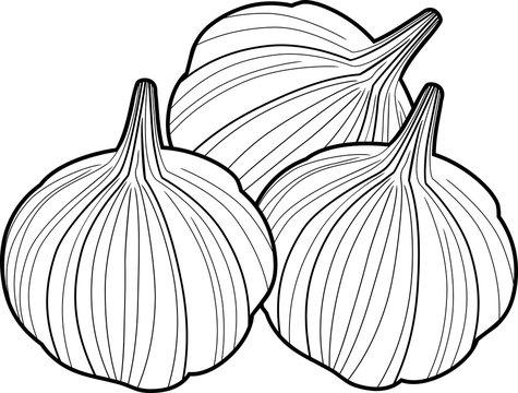 Group of Garlic bulbs on white background