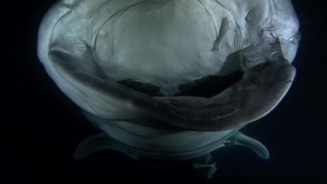 Whale Shark (Rhincodon typus) with open mouth feeding krill in the night, Indian Ocean, Maldives, Asia
