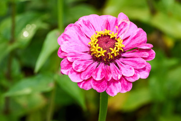 Fototapeta premium Zinnie in Nahaufnahme mit unscharfem Hintergrund
