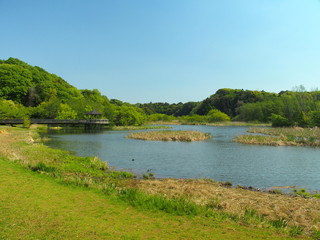 Fototapeta na wymiar 朝の池のある公園風景