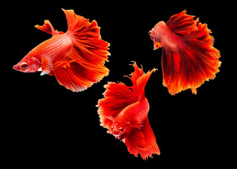 Fototapeta premium Beta fish