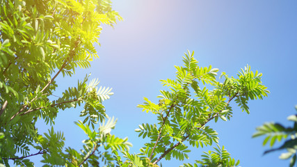 Summer sunny nature background. Tree leaves on blue sky background. Wide format. 