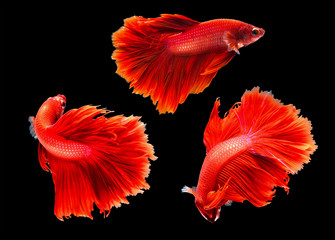 Betta fish