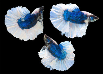Betta fish