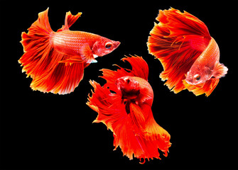 Betta fish
