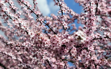 Blühende Zierkirsche im Frühling