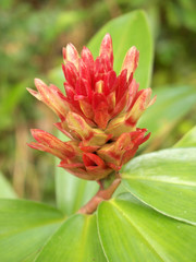 red flower in the forest