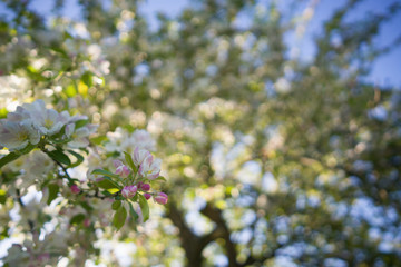 closeup blossoming apple tree with pink flowers in a garden